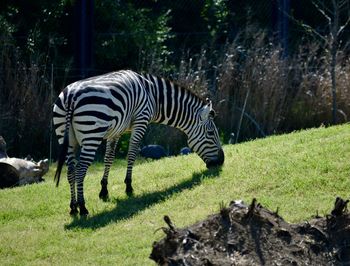 Zebras in a zoo