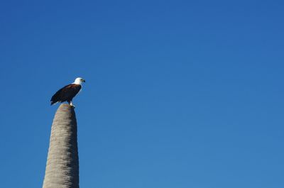 Low angle view of bird perching against clear blue sky