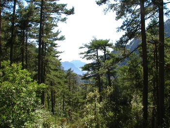Image of pine trees in forest against sky