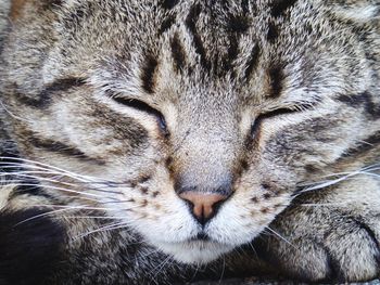 Close-up portrait of cat