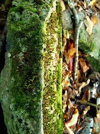 Close-up of moss growing on tree trunk