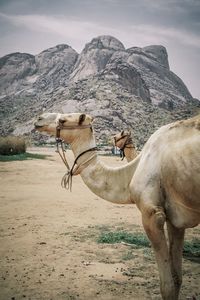 Horse on field against mountain range