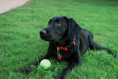 Close-up of black dog lying with ball on grass