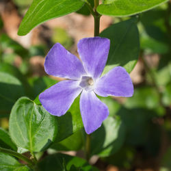 Close-up of purple flowering plant