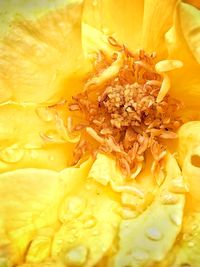 Full frame shot of yellow rose