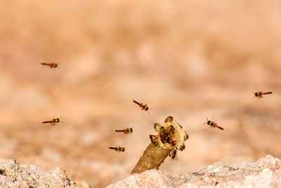 Close-up of bee flying against sky