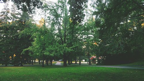 Image of trees on landscape