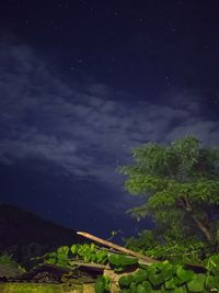 Low angle view of trees against sky at night