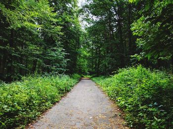 Dirt road amidst plants and trees