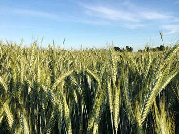 Wheat crops growing on field against sky