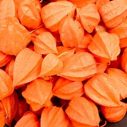 Full frame shot of orange fruit