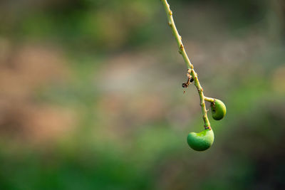 Close-up of berries on plant