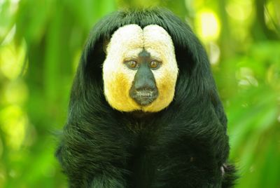 Close-up portrait of an animal