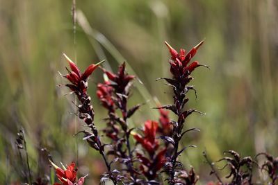 Close-up of red flowers growing on plant