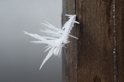 Close-up of snow on wood