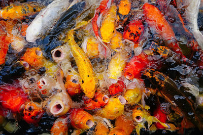 High angle view of koi carps swimming in pond