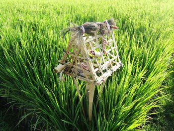 Lizard on grass