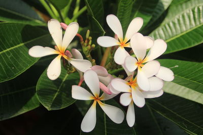 Close-up of white flowering plant