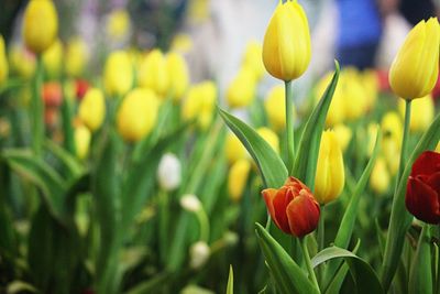Close-up of red tulips on field