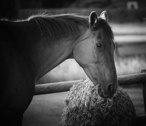 Close-up of horse