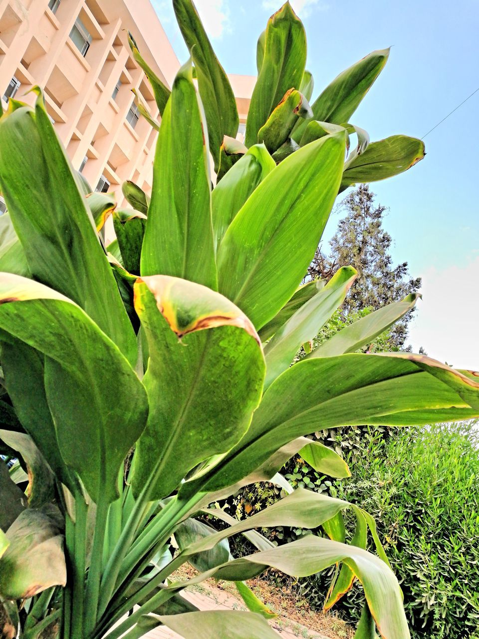 leaf, growth, plant, green color, close-up, beauty in nature, nature, freshness, springtime, green, petal, flower, vibrant color, in bloom, fragility, botany, outdoors, day, blossom, sky, tranquility, growing, scenics, plant life, flower head, uncultivated