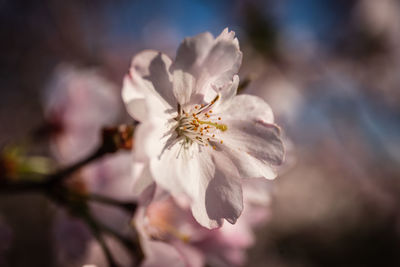 Close-up of cherry blossom