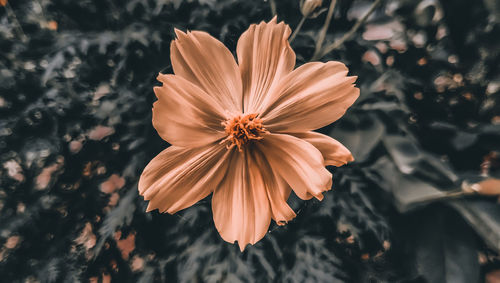 High angle view of flowering plant