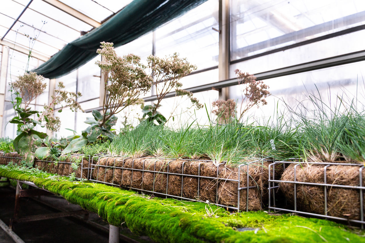 PLANTS IN GREENHOUSE