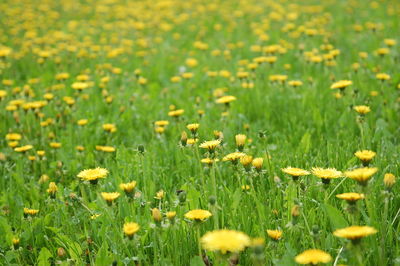 Yellow flowers blooming on field