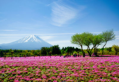 Purple flowering plants on field against sky