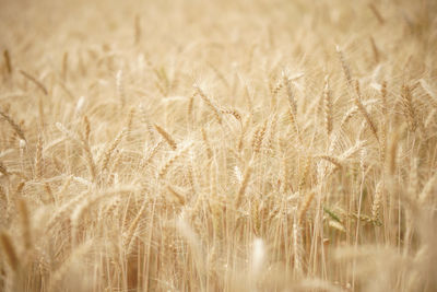 Close-up of wheat field