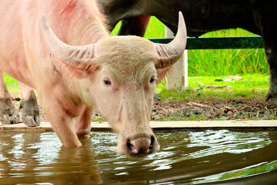 Portrait of a horse drinking water