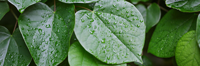 Close-up of raindrops on leaves