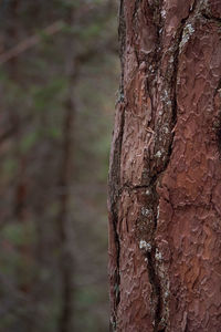 Close-up of tree trunk