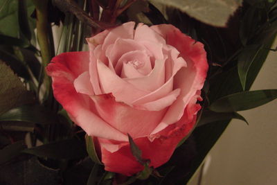 Close-up of pink rose blooming outdoors