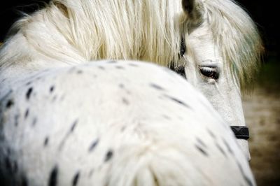 Close-up of horse outdoors