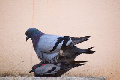 Close-up of pigeon perching on wall