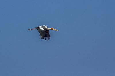 Low angle view of bird flying in sky