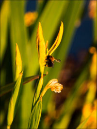 Close-up of bee pollinating on yellow flower