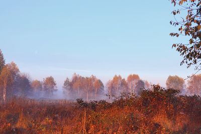 Trees on field against sky during autumn