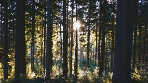 Sun shining through trees in forest