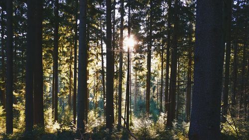 Sun shining through trees in forest