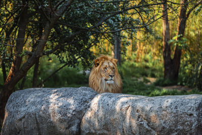 Male lion behind rocks with vegetation in the background