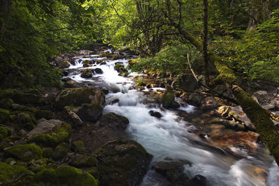 Stream flowing through rocks in forest