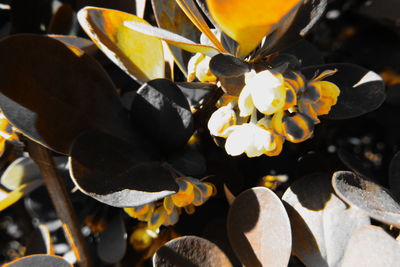 Close-up of yellow flowering plant leaves