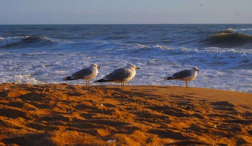 Seagulls on beach watching the waves from the shoreline