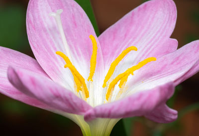 Close-up of pink flower