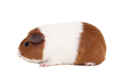 Close-up of a rabbit over white background