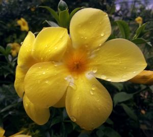 Close-up of yellow flowering plant