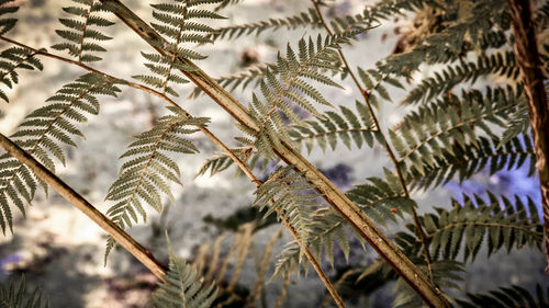 Close-up of pine tree branch